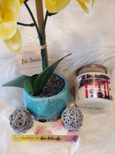 Load image into Gallery viewer, Blueberry Cheesecake